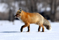 Red Fox