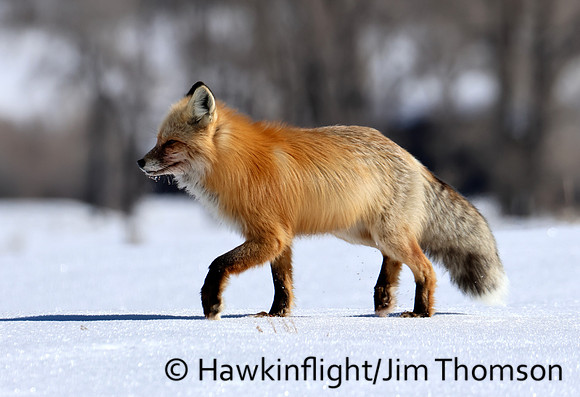 Red Fox