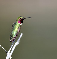 Broad-tailed Hummingbird