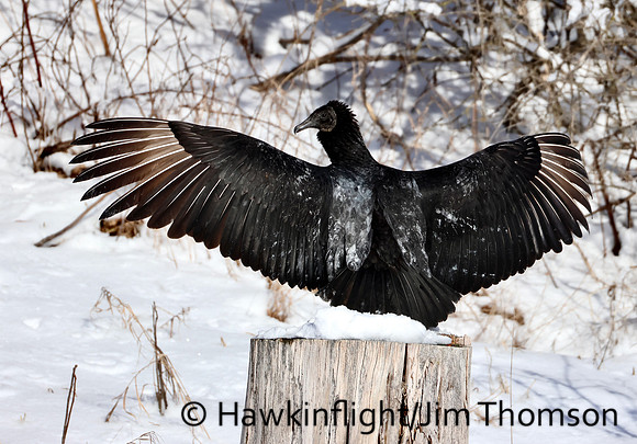 Black Vulture
