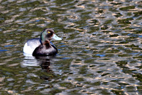 Lesser Scaup