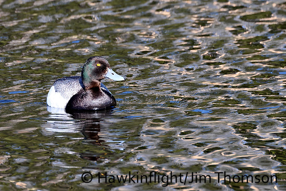 Lesser Scaup