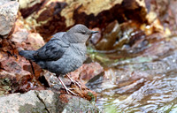 American Dipper