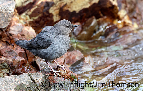 American Dipper
