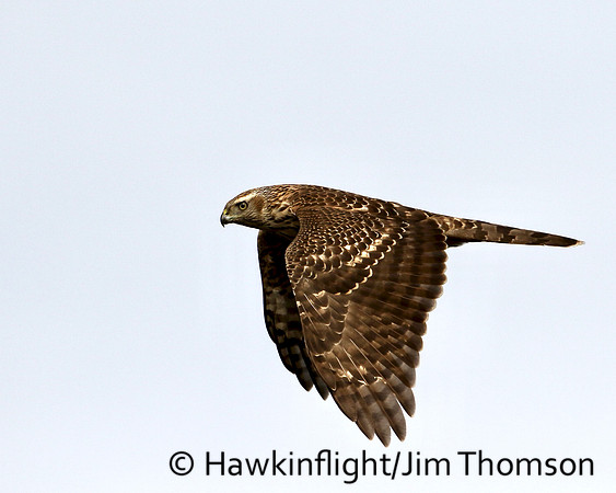 American Goshawk