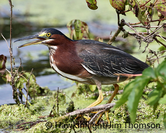 Green Heron
