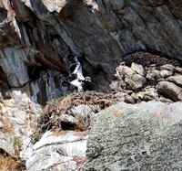 Golden Eagle-Nest