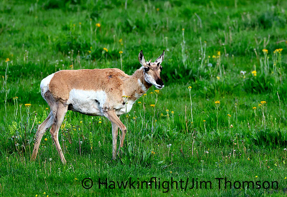 Pronghorn