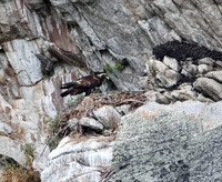 Golden Eagle-Nest