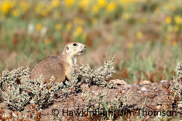 Black-tailed Prairie Dog
