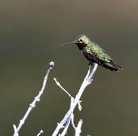 Broad-tailed Hummingbird