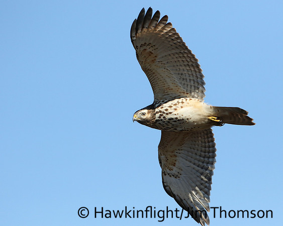 Red-shouldered Hawk