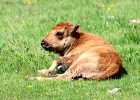 Bison