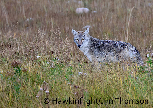 Coyote