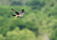 Peregrine Falcon