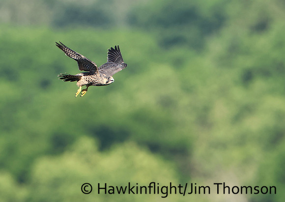 Peregrine Falcon