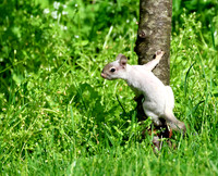 Red Squirrel
