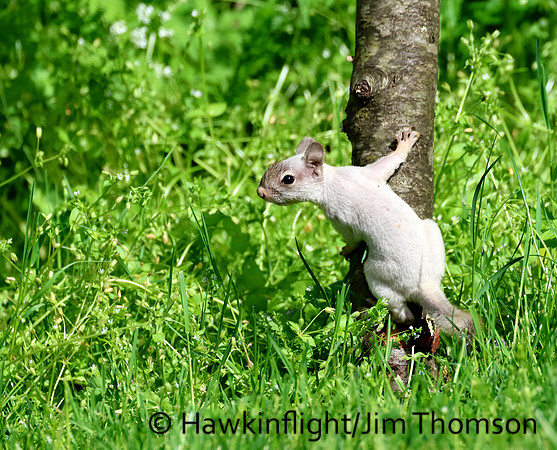 Red Squirrel