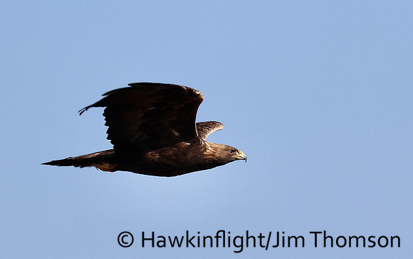 Golden Eagle