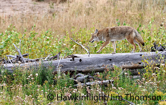 Coyote