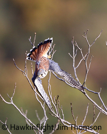American Kestrel