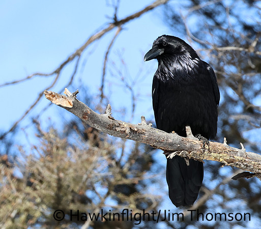 Common Raven