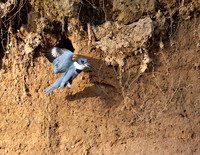 Belted Kingfisher