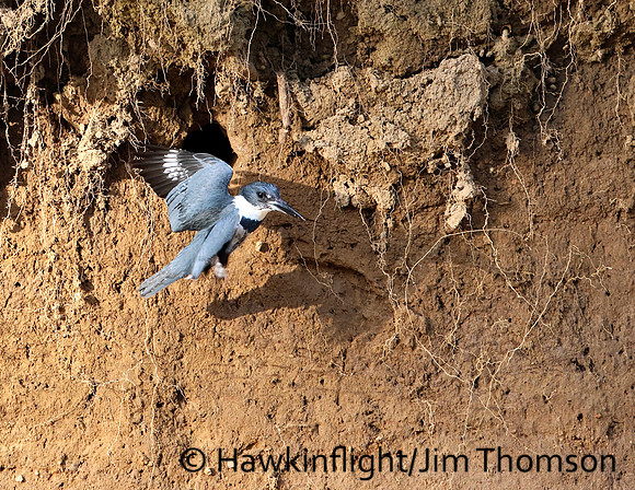 Belted Kingfisher