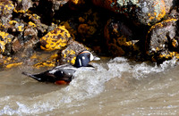 Harlequin Duck