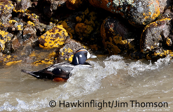 Harlequin Duck