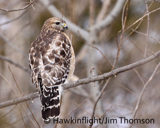 Red-shouldered Hawk
