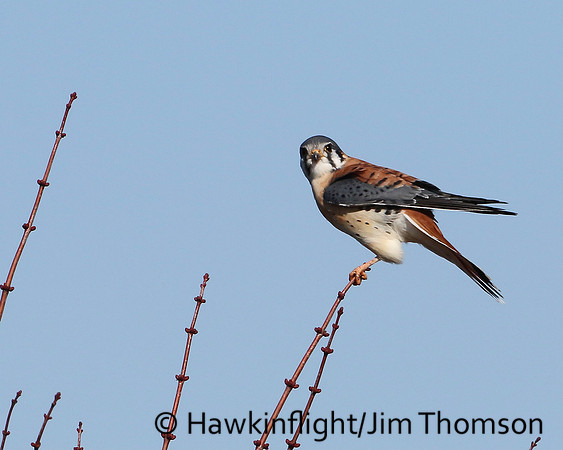 American Kestrel