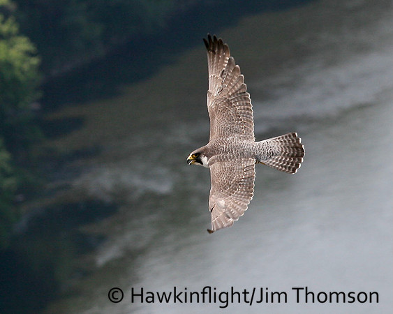 Peregrine Falcon
