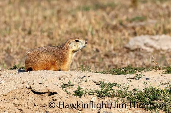 Black-tailed Prairie Dog