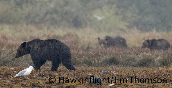 Grizzly Bear