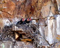 Cliff nesting Ravens- YNP