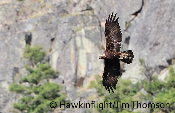 Golden Eagle