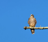 Peregrine Falcon