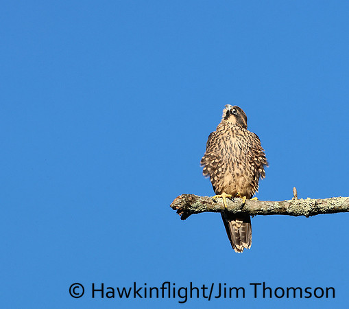 Peregrine Falcon