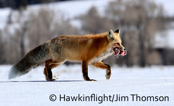 Red Fox