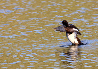 Lesser Scaup