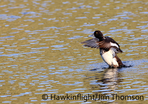 Lesser Scaup