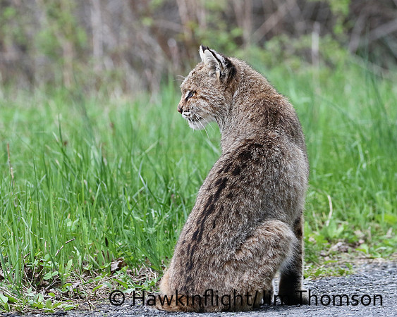 Bobcat