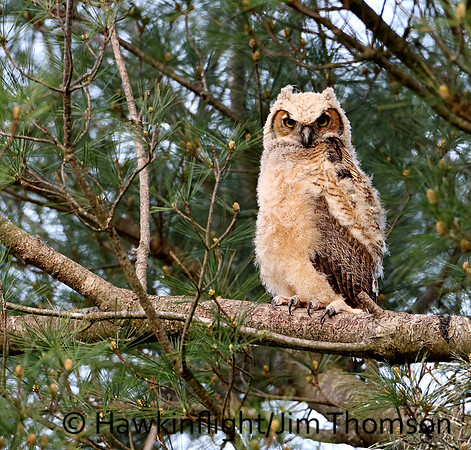 Great Horned Owl