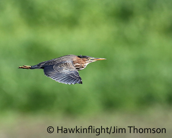 Green Heron