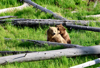 Grizzly Bears
