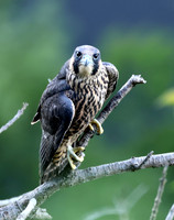 Peregrine Falcon