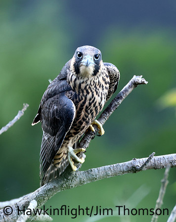 Peregrine Falcon