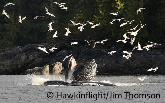 Humpback Whale