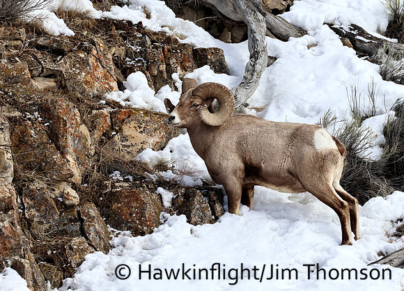 Bighorn Sheep
